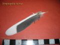 Streptopelia turtur